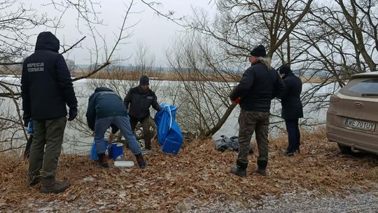 Bielinek: Masowy pomór łabędzi. Służby wyłowiły około 40 martwych ptaków