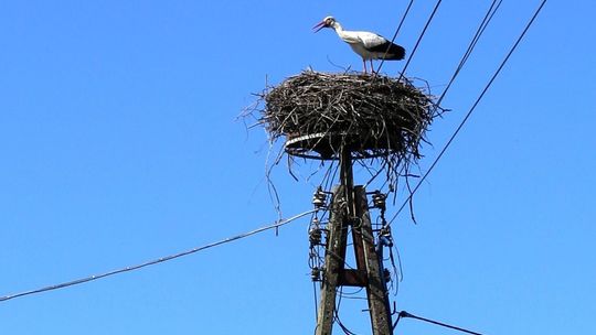 Bocian klekocze już na słupie