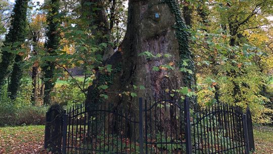 Chojeński platan „Olbrzym” do pielęgnacji