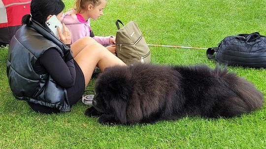 Podczas upałów pamiętajmy nie tylko o sobie, ale i o zwierzętach