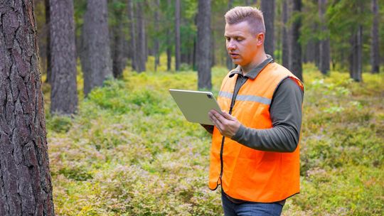 Inwentaryzacje dendrologiczne: Niezbędny krok przed inwestycją z udziałem drzew - usługi dendrologa