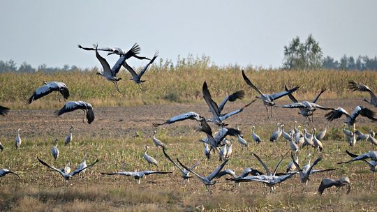 Klangor słuchać z kilku kilometrów. To żurawie "mistyczne ptaki bagien" przygotowują się do odlotu.