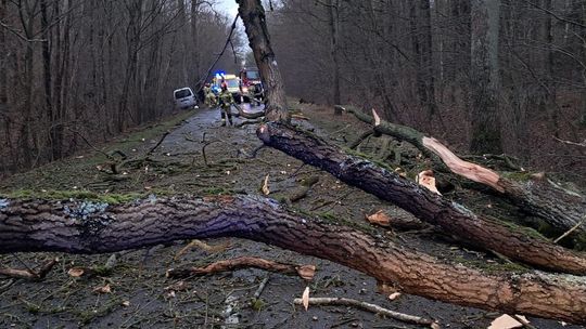 Kolizja z drzewem pod Chojną