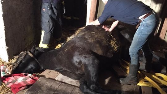 Konia Lucy uratowali strażacy [ZDJĘCIA]