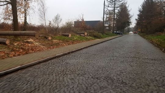 Najpierw sypali solą, a teraz wycinają