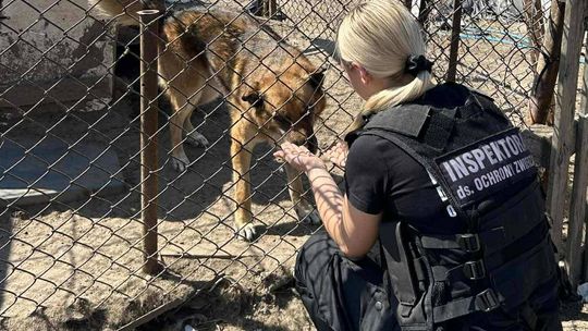Nie będzie już można trzymać psów na uwięzi. Oto jak mają wyglądać kojce