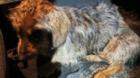 Nie podzielił losu viralowej Śnieżynki