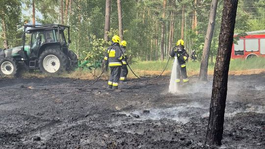 Pożar lasu w Osinowie Dolnym niedaleko stacji paliw
