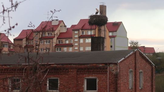Przyleciał z Afryki, ale sam
