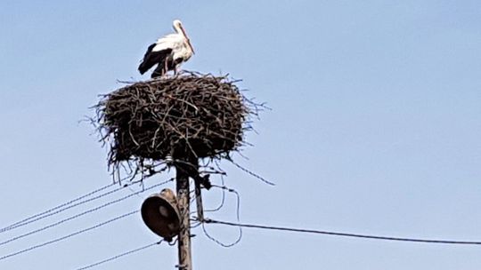 Przyleciały i się prawdopodobnie zdziwiły