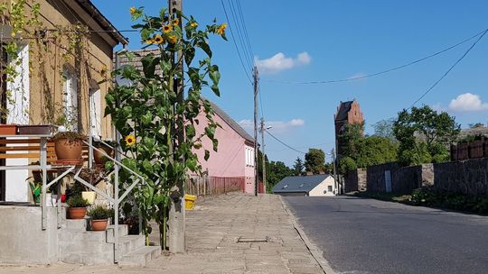 Słonecznik, który dodaje uroku