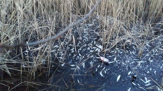 Śnięte ryby w Jeziorze Strzeszowskim