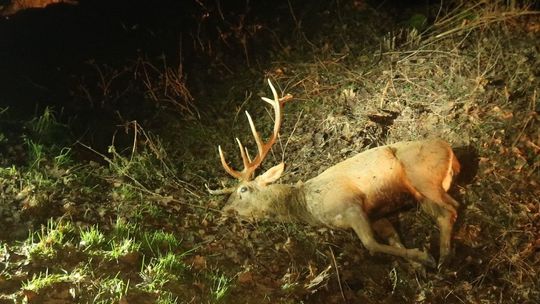 Stado jeleni wbiegło nagle na drogę. Jeden z nich nie przeżył zderzenia z autem