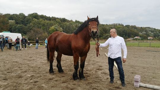 Stanisław Martyka hodowcą najlepszego ogiera w województwie zachodniopomorskim. Gratulujemy!