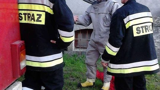 Strażacy usunęli gniazdo os w szkole
