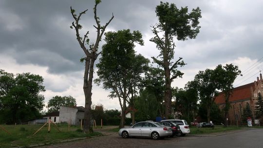Umierają na stojąco