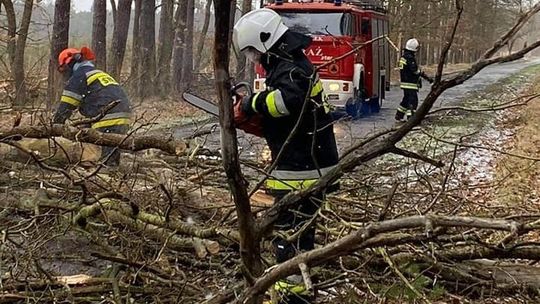 Usuwali wiatrołomy blokujące przejazd 