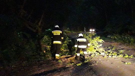 Usuwali z drogi olbrzymi konar