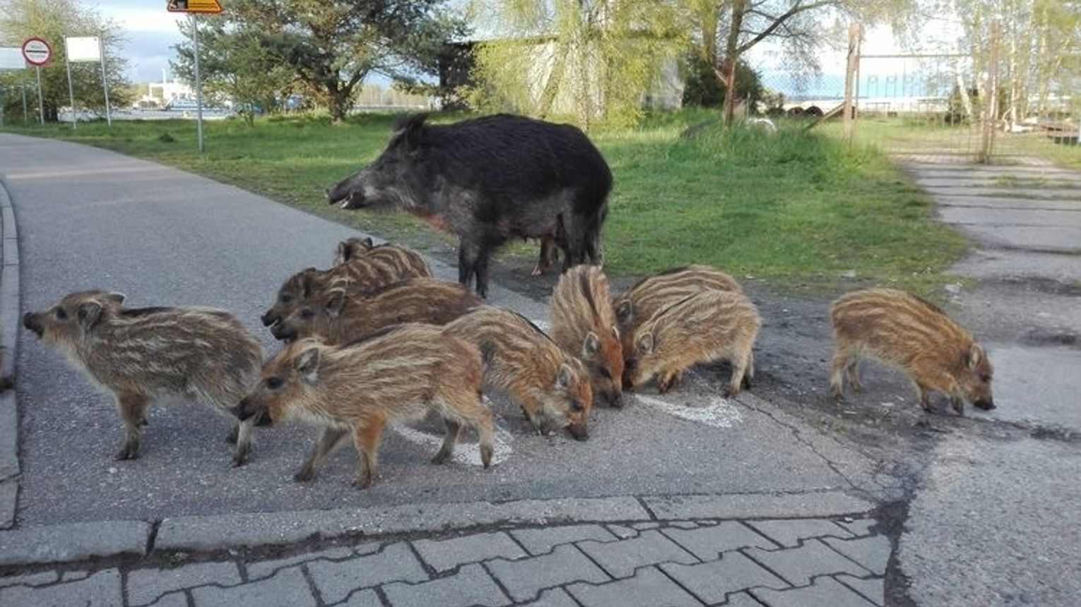 Dzik Jest Dziki Dzik Jest Z Y Odpowie Za Chorob Wi W Weekend