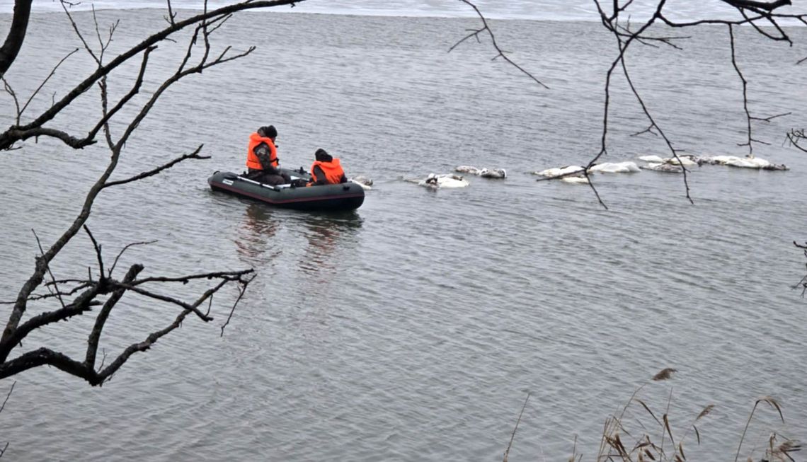 Alarm dla hodowców w regionie. Wykryto wirusa ptasiej grypy H5N1 u dzikiego ptactwa Alarm dla hodowców w regionie. Wykryto wirusa ptasiej grypy H5N1 u dzikiego ptactwa