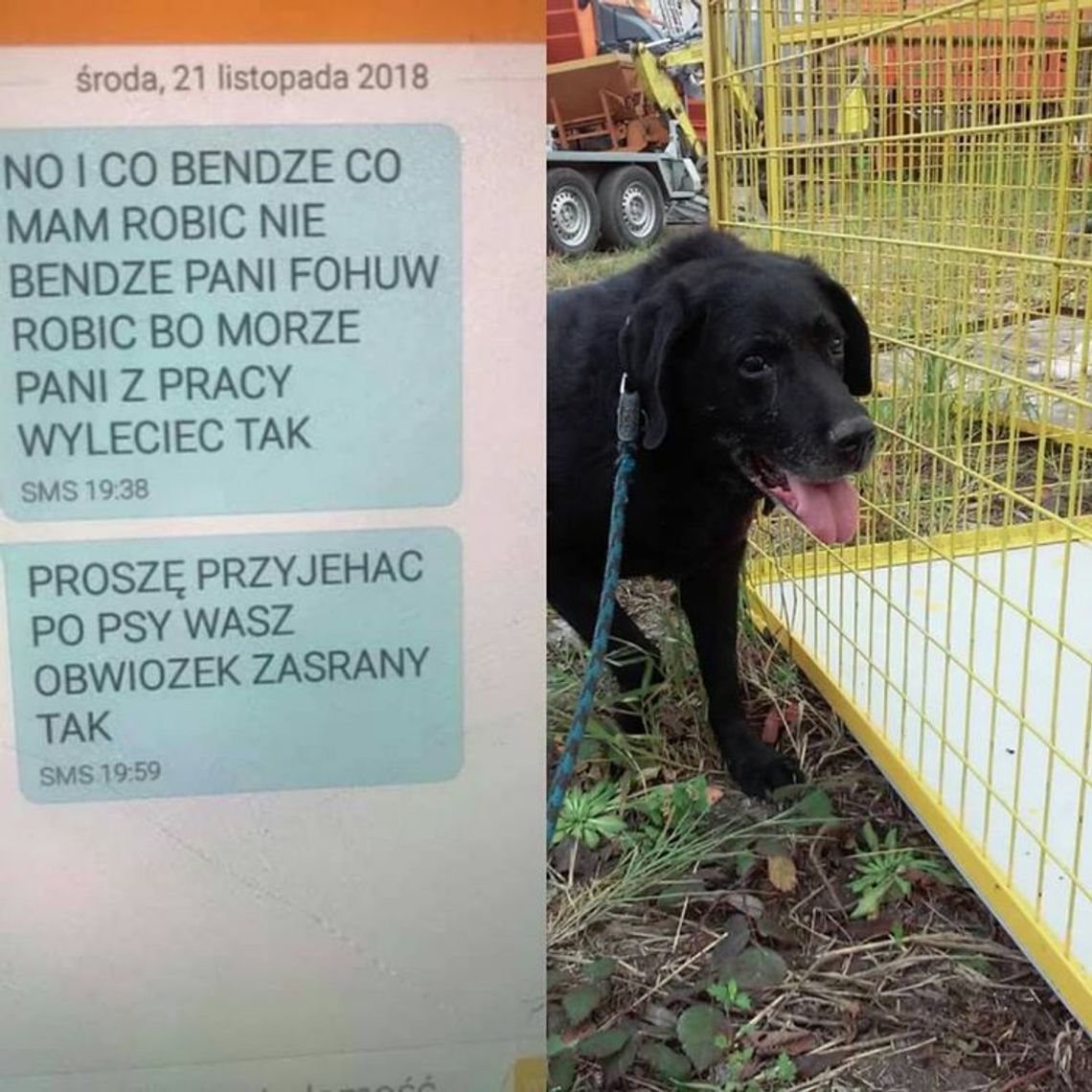 ,,Chce je oddać bo ją wku.... szkody robią, sąsiedzi się czepiają"