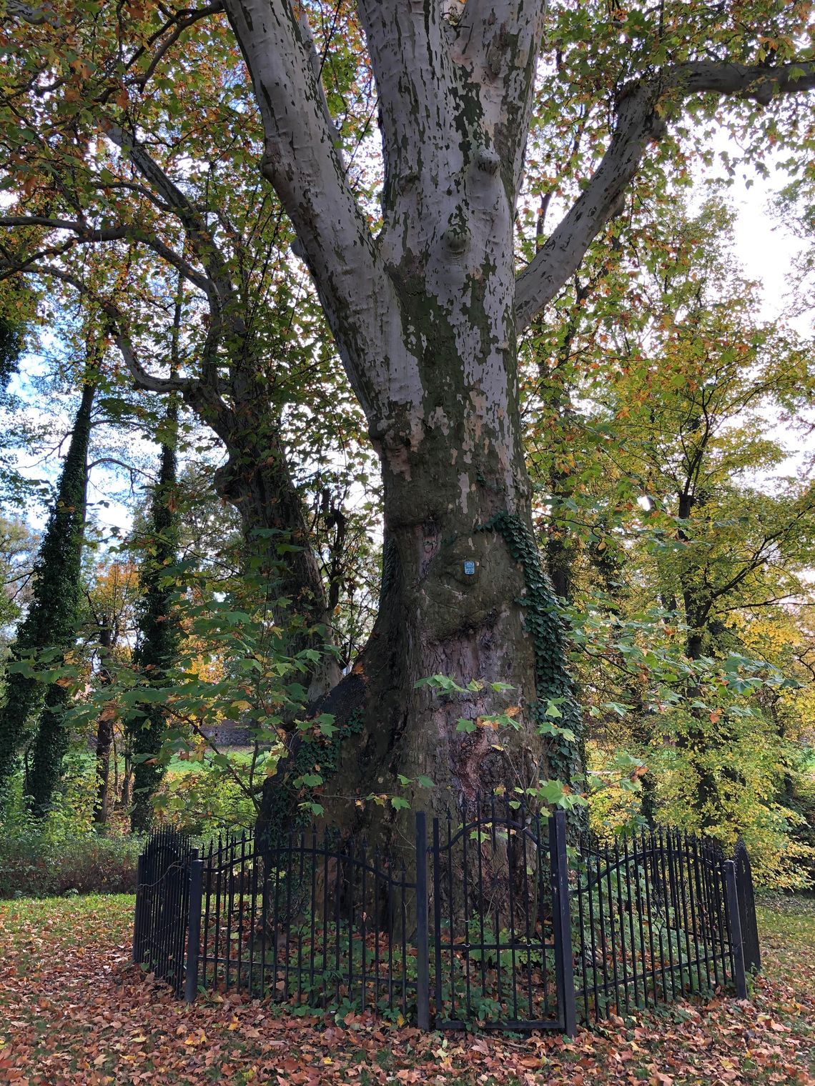 Chojeński platan „Olbrzym” do pielęgnacji