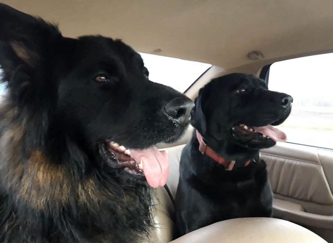 Dwa przerażone psy znalazł na drodze. Postanowił sprawdzić ich właściciela