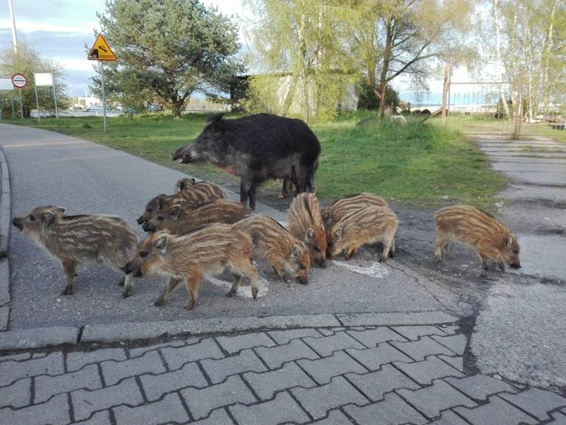 Dzik jest dziki, dzik jest zły - odpowie za chorobę świń. W weekend masowe polowania