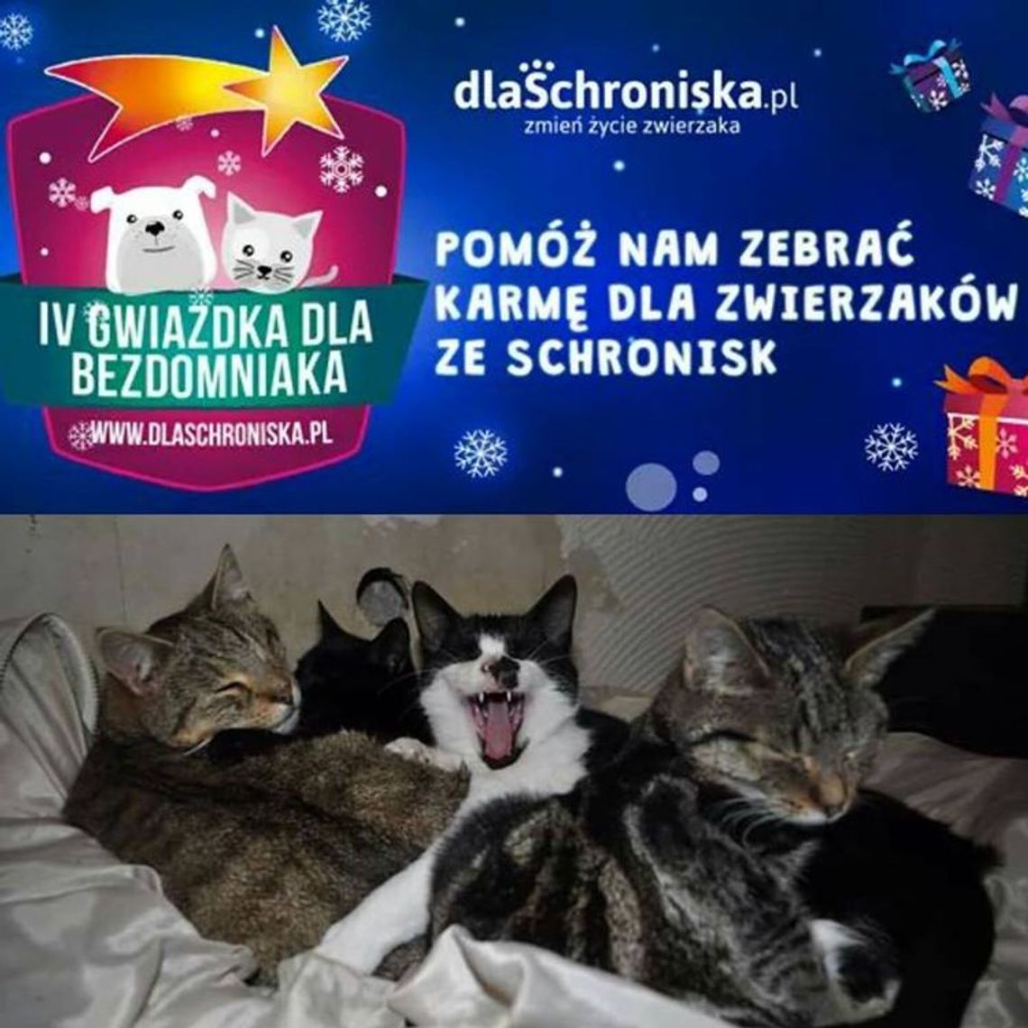  "Gwiazdka dla Bezdomniaka"