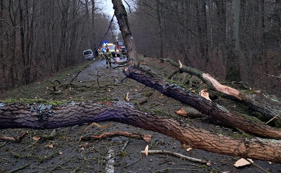 Kolizja z drzewem pod Chojną