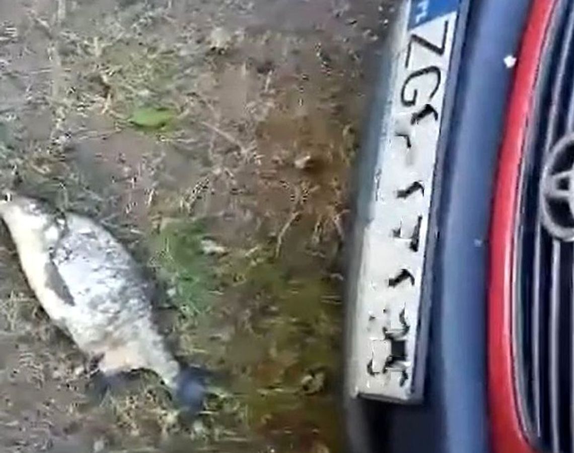 Latająca ryba spadła na... samochód [WIDEO]
