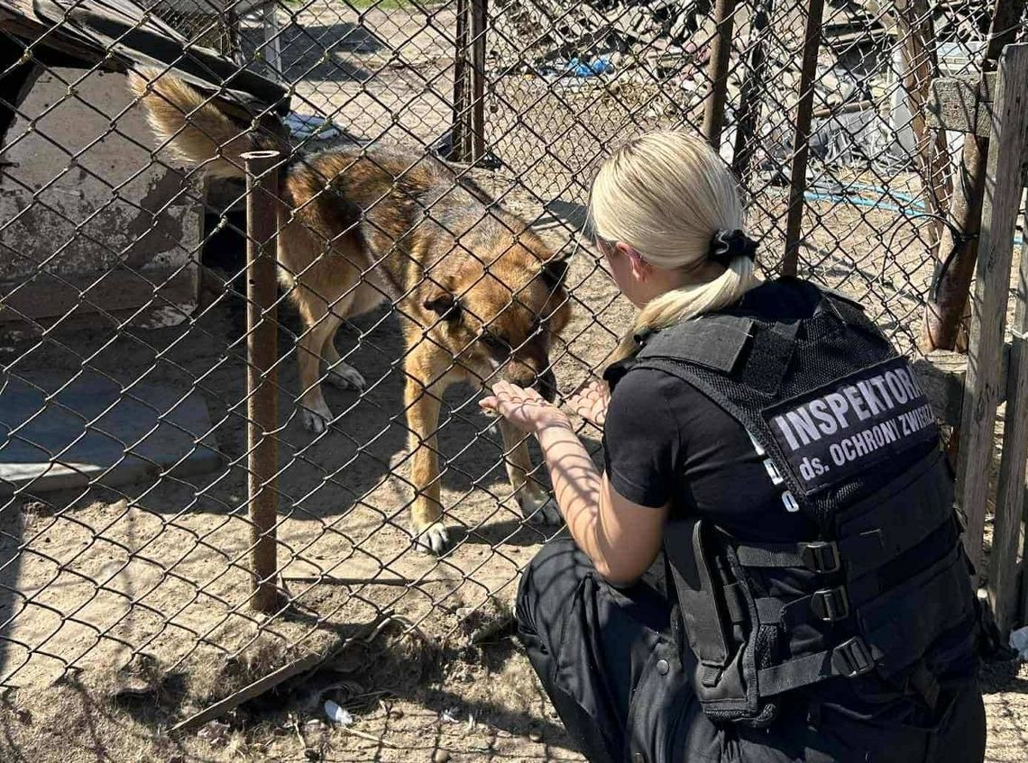 Nie będzie już można trzymać psów na uwięzi. Oto jak mają wyglądać kojce