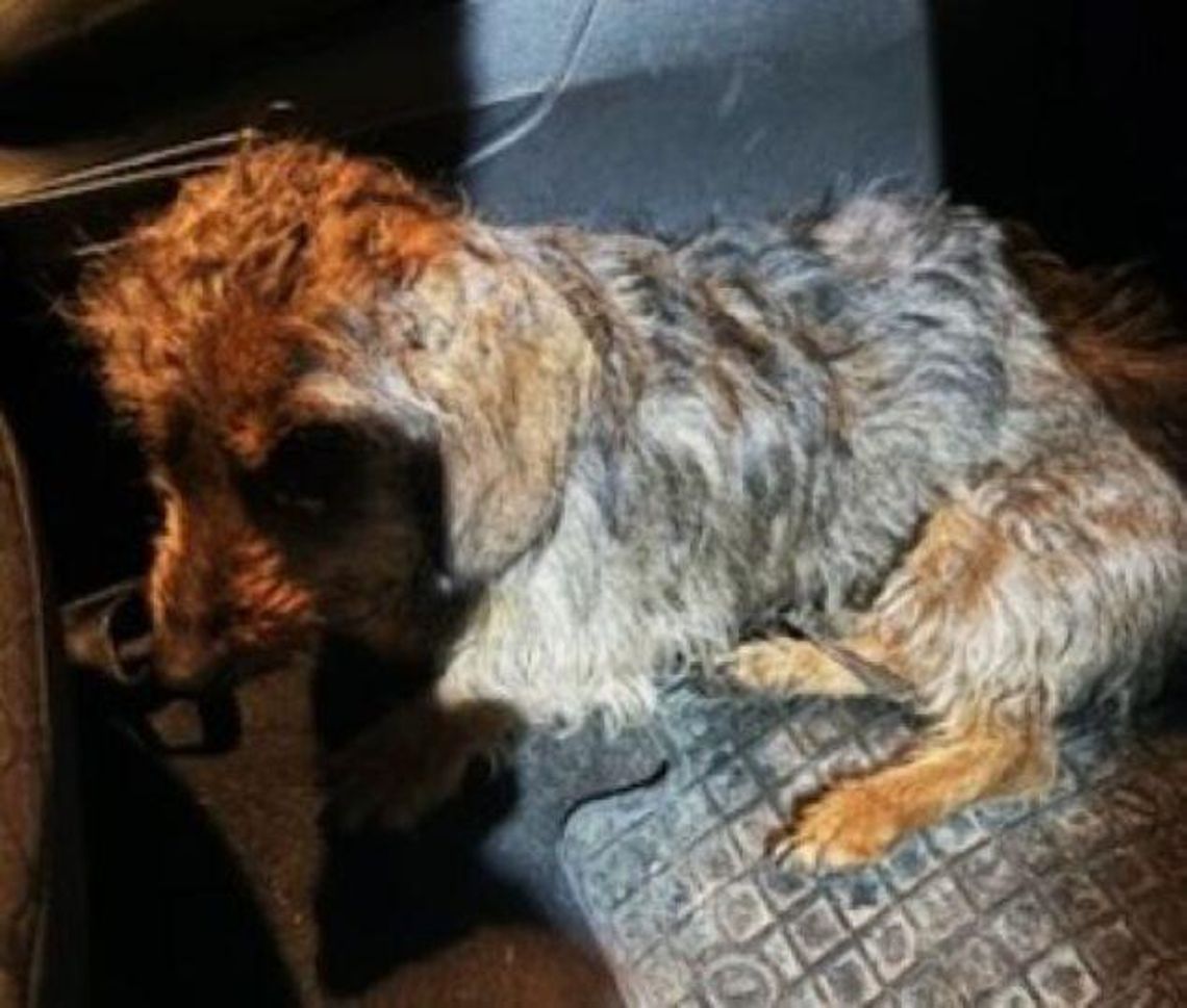 Nie podzielił losu viralowej Śnieżynki Nie podzielił losu viralowej Śnieżynki