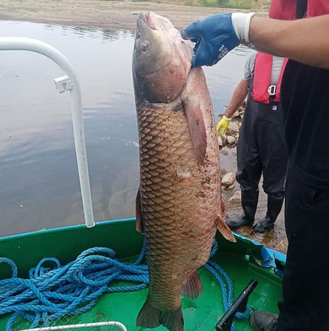 Odławianie śniętych ryb w Odrze trwa [ZDJĘCIA]