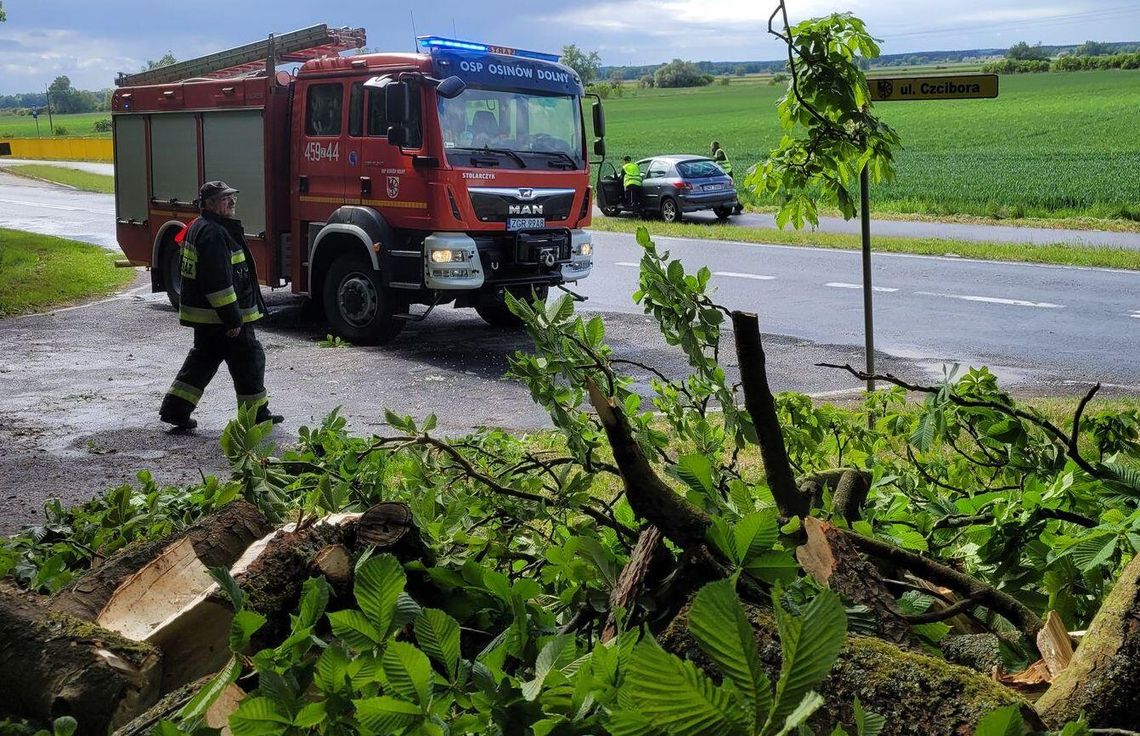 Omijał powalone drzewo. Zderzył się z innym autem [ZDJĘCIA]