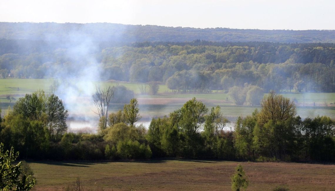Palą się trzcinowiska nad Odrą