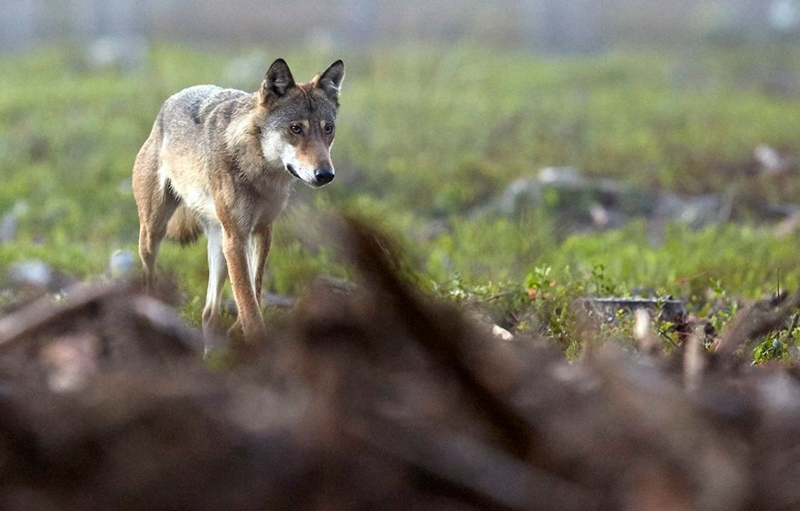 Pogłoski na temat zagryzienia owiec przez wilki