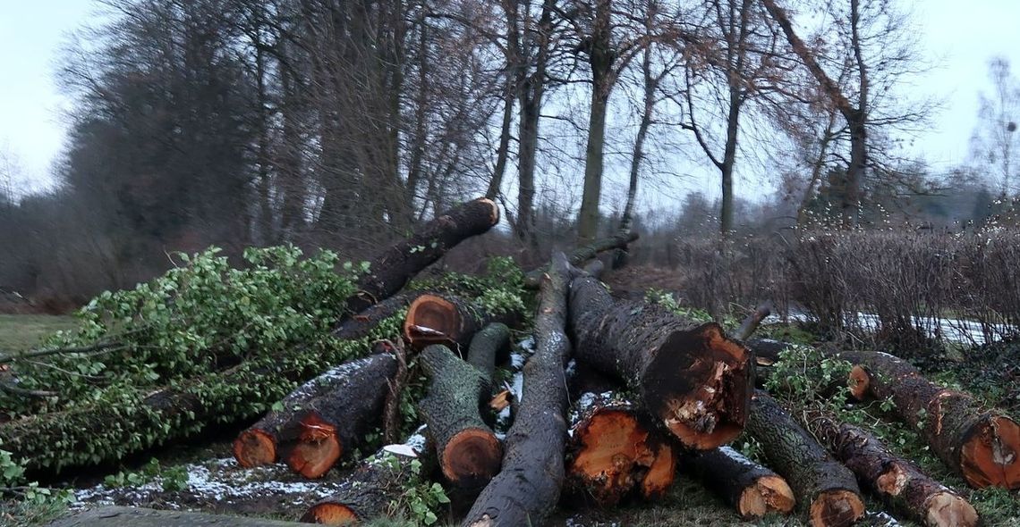 Porządkowanie drzewostanu