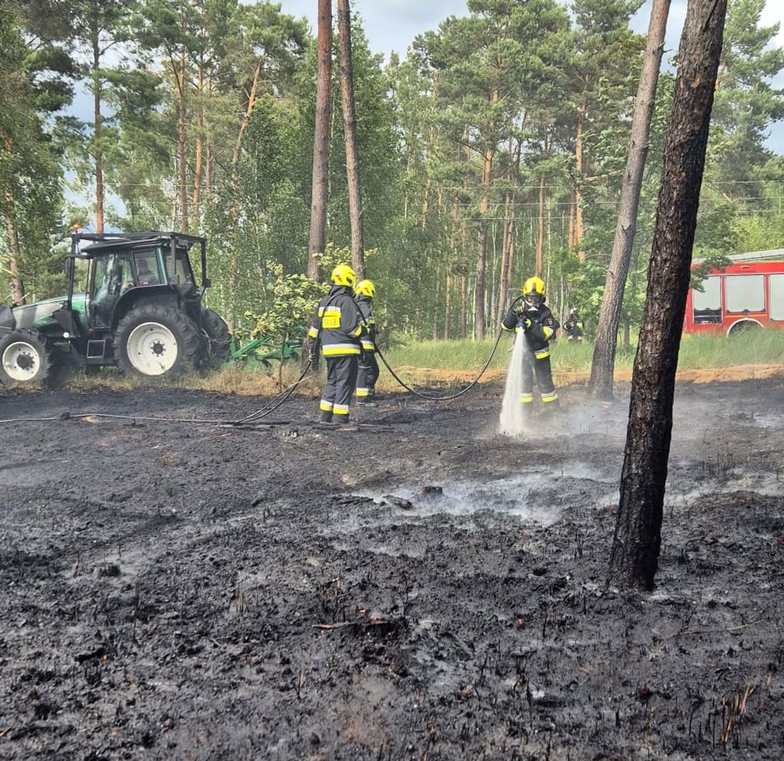 Pożar lasu w Osinowie Dolnym niedaleko stacji paliw Pożar lasu w Osinowie Dolnym niedaleko stacji paliw