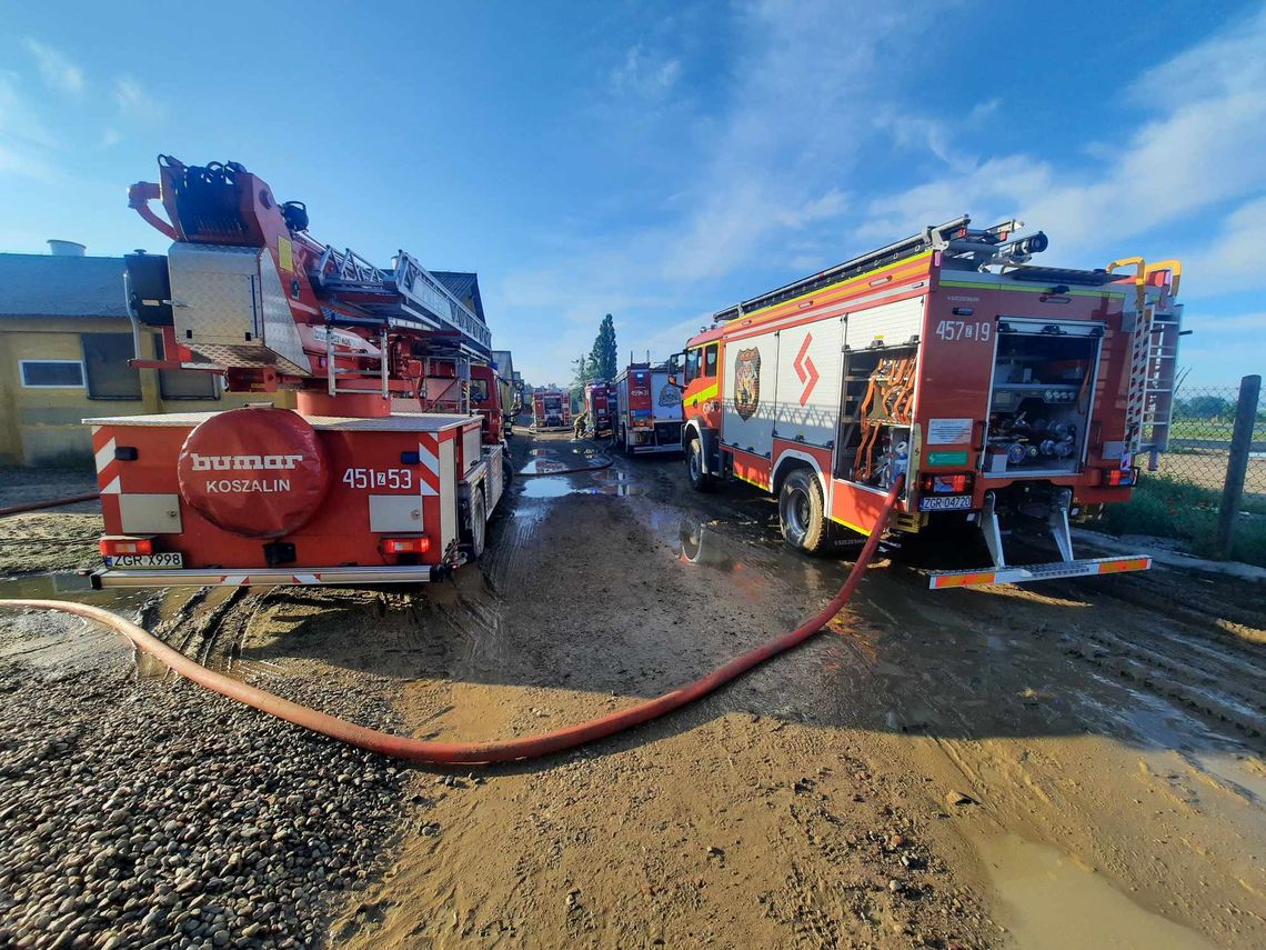 Pożar na fermie świń w miejscowości Bara pod Chojną. Tragedia zwierząt i wielka akcja straży pożarnej