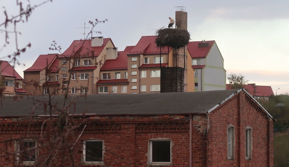 Przyleciał z Afryki, ale sam Przyleciał z Afryki, ale sam
