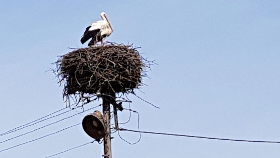 Przyleciały i się prawdopodobnie zdziwiły