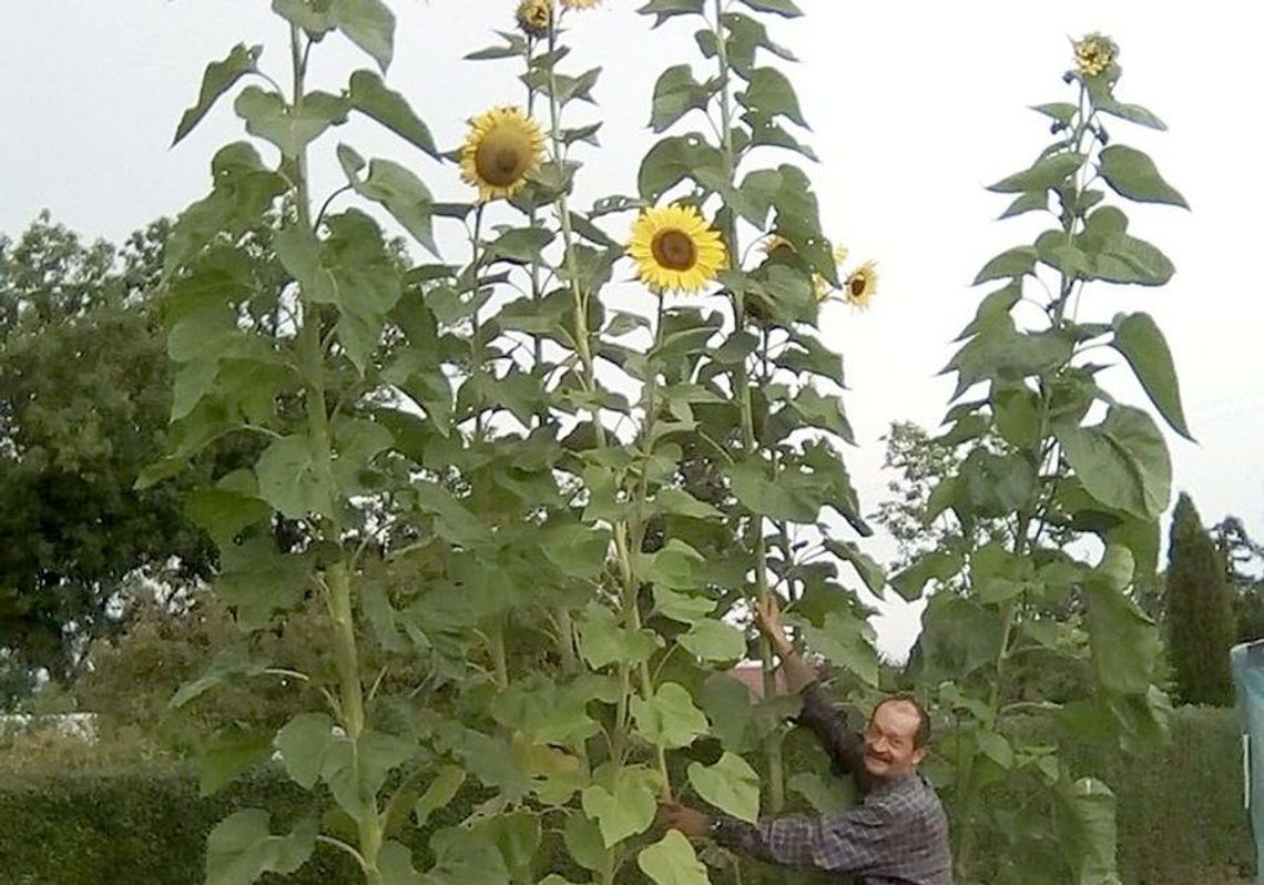 Słonecznik gigant rośnie na działce Stanisława Rataja