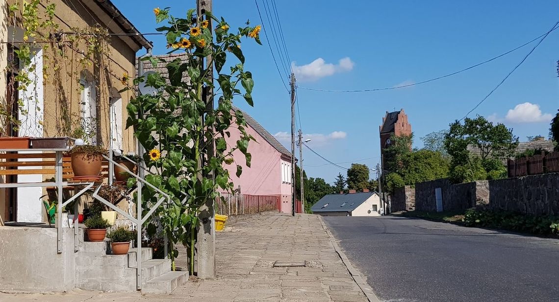 Słonecznik, który dodaje uroku Słonecznik, który dodaje uroku