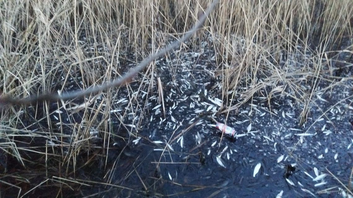 Śnięte ryby w Jeziorze Strzeszowskim