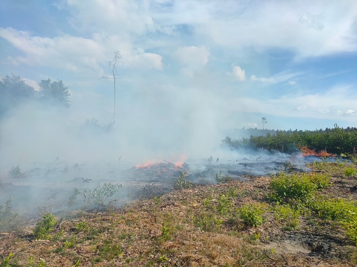 Strażacy gasili pożar lasu