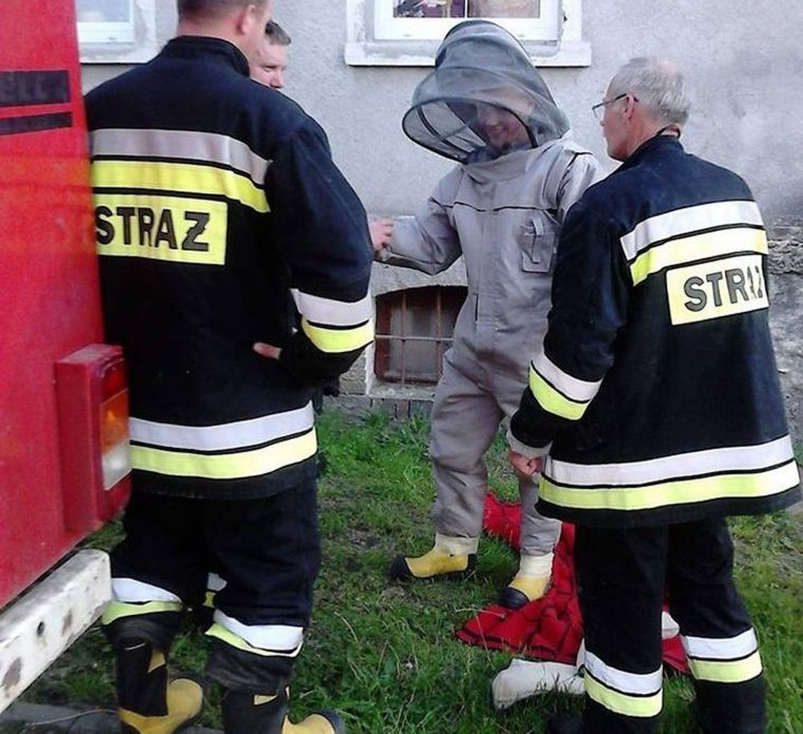 Strażacy usunęli gniazdo os w szkole
