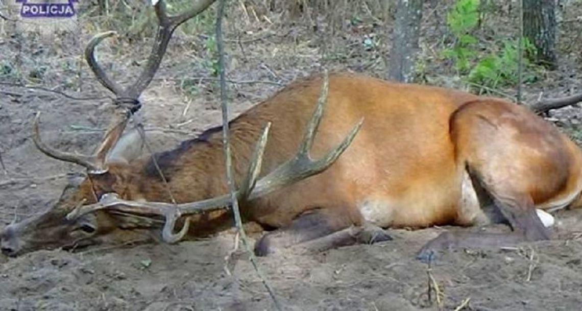 Truchła jelenia i sarny na drodze