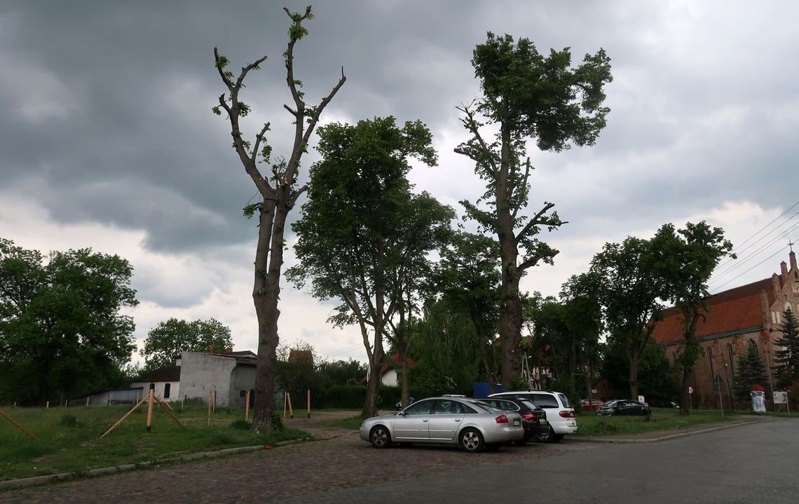 Umierają na stojąco