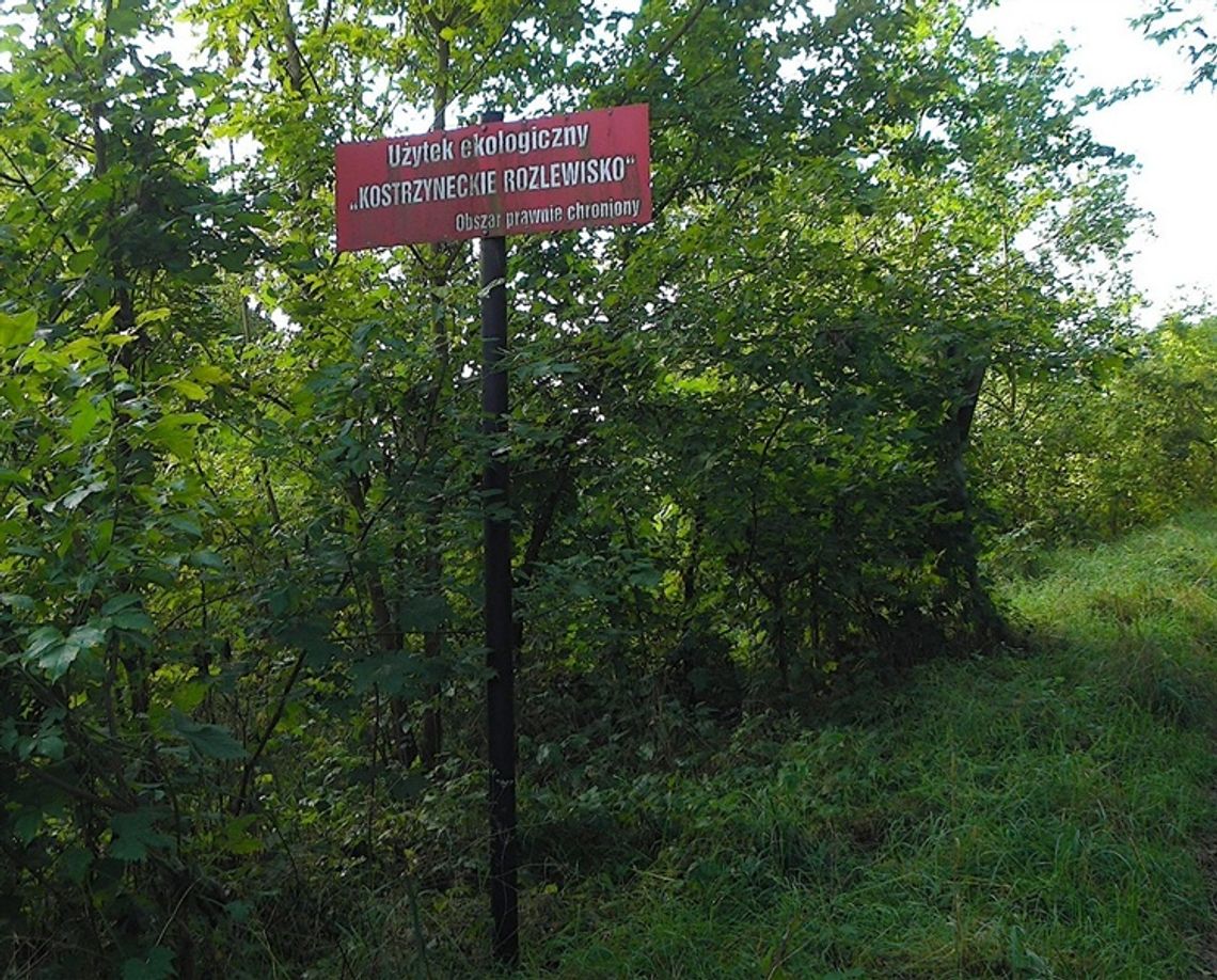 W gminie Cedynia utworzony zostanie rezerwat przyrody